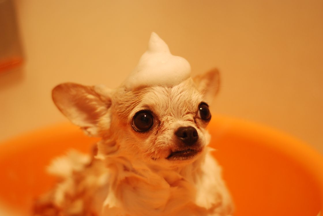 brown chihuahua sitting outdoors looking toward the camera