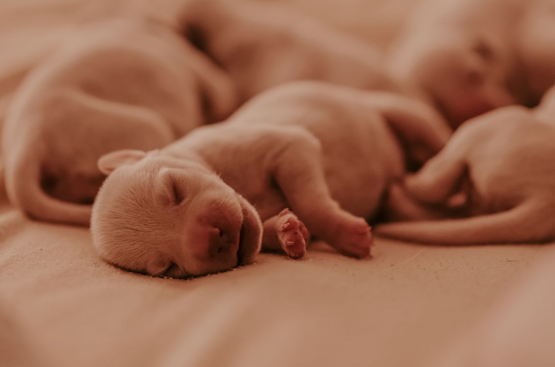 Newborn puppies sleeping close together on a soft blanket