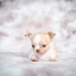 Cream Chihuahua puppy sitting in a studio portrait