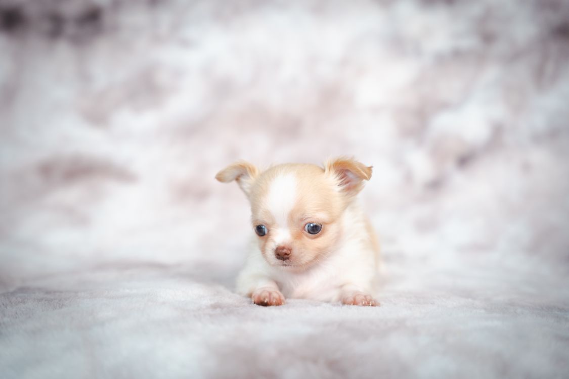 Cream Chihuahua puppy sitting in a studio portrait