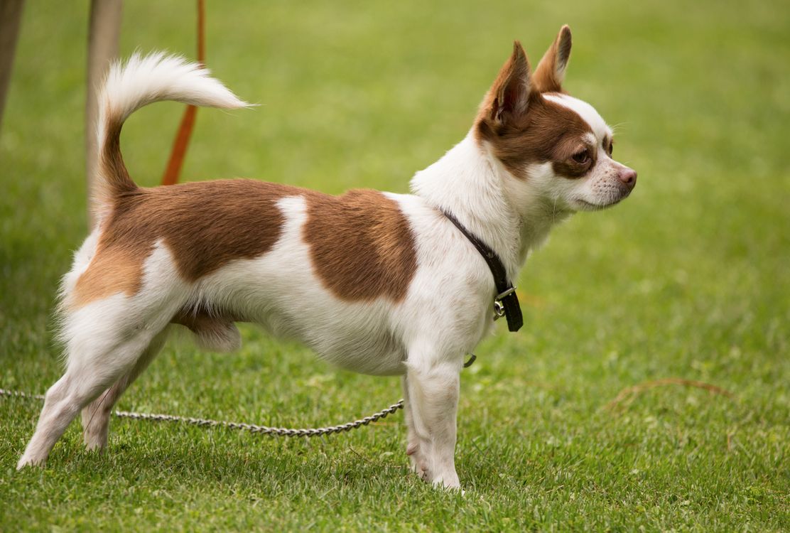 small chihuahua standing on green grass wearing a leash