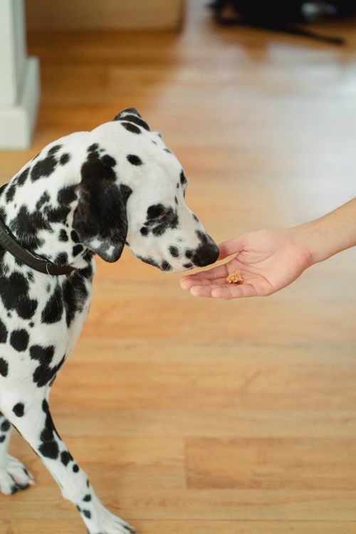 Dalmatian sniffing a dog treat held out by a person's hand