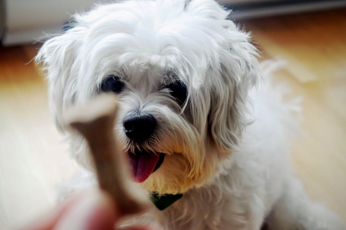 White dog waiting for a bone-shaped training treat indoors