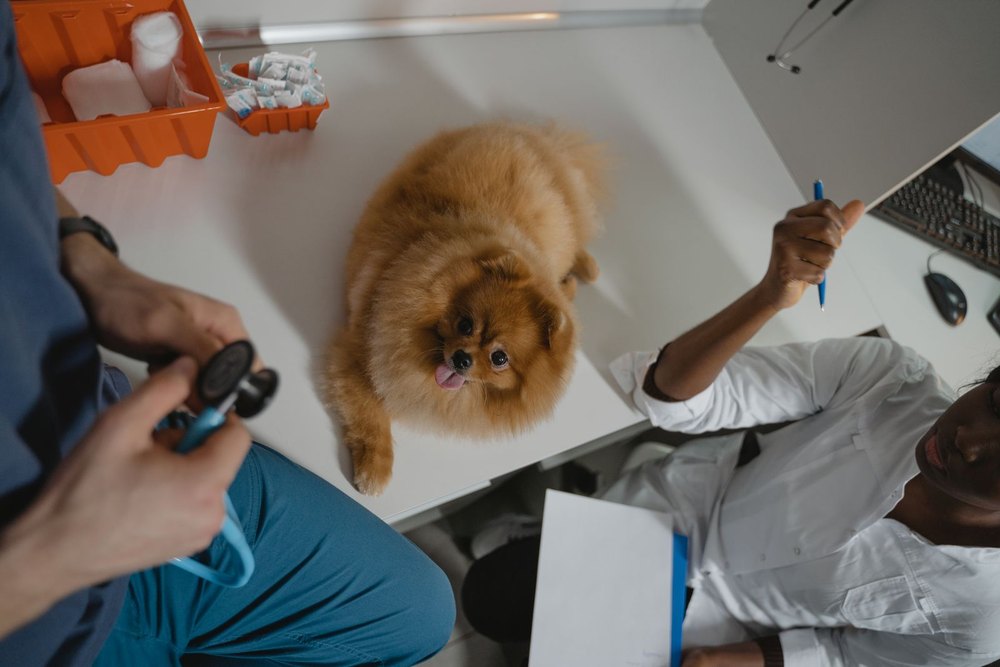 Veterinarian examining a small dog on an examination table at a clinic