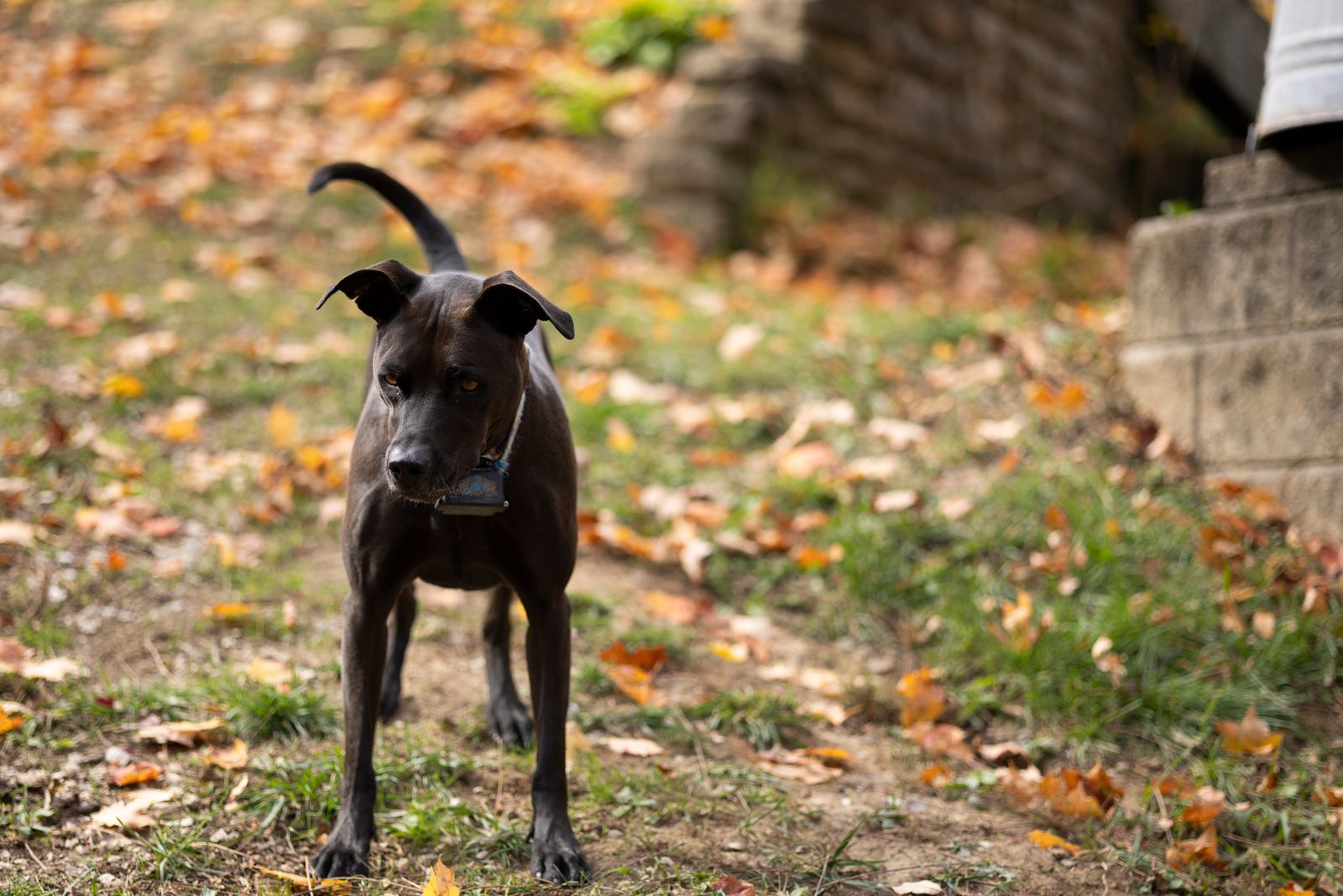 Black dog standing in fallen autumn leaves in a grassy yard