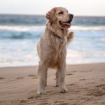 Golden retriever standing on a sandy beach with ocean waves behind him