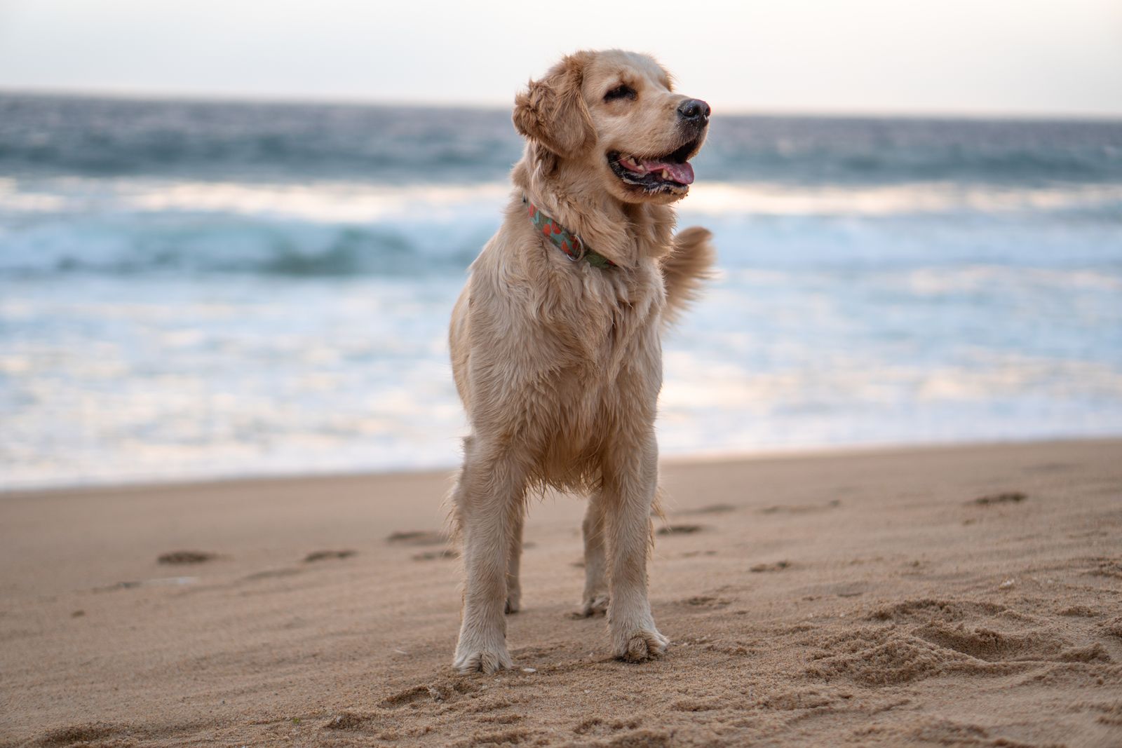 Golden retriever standing on a sandy beach with ocean waves behind him
