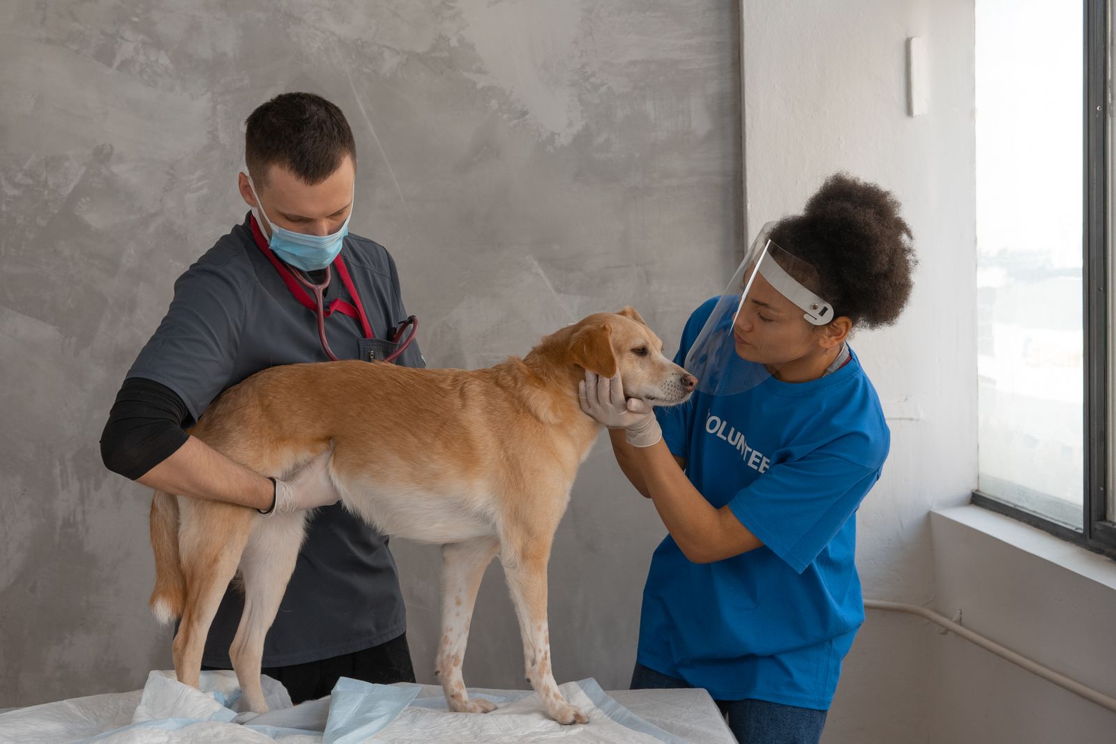 Veterinarian examining a dog during a clinic visit