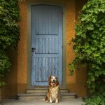 dog sitting in front of a house door