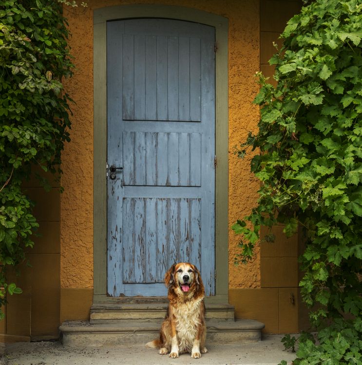 dog sitting in front of a house door