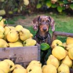Dachshund standing beside freshly picked fruit in a garden