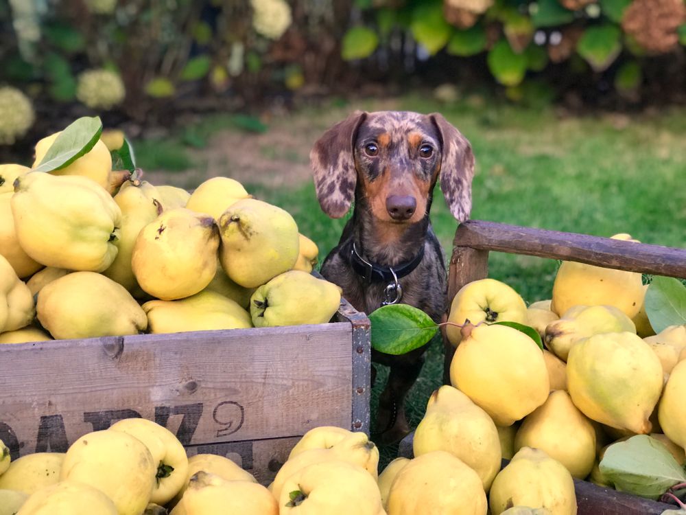Dachshund standing beside freshly picked fruit in a garden