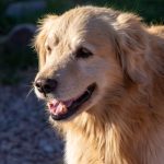 Golden retriever looking toward the camera in warm afternoon sunlight
