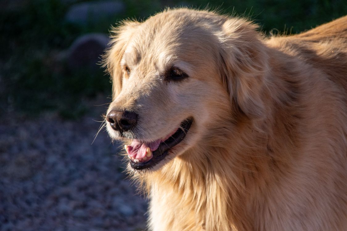 Golden retriever looking toward the camera in warm afternoon sunlight