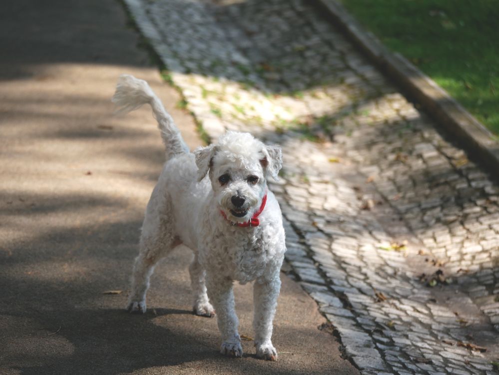 White poodle wearing a red collar standing on a park path