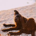 Black dog scratching its neck with a hind leg while sitting outdoors