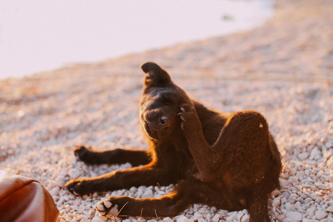 Black dog scratching its neck with a hind leg while sitting outdoors