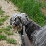 shaggy dog on a leash looking back in a green park
