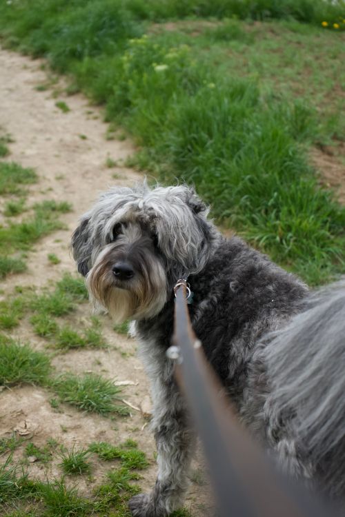 shaggy dog on a leash looking back in a green park