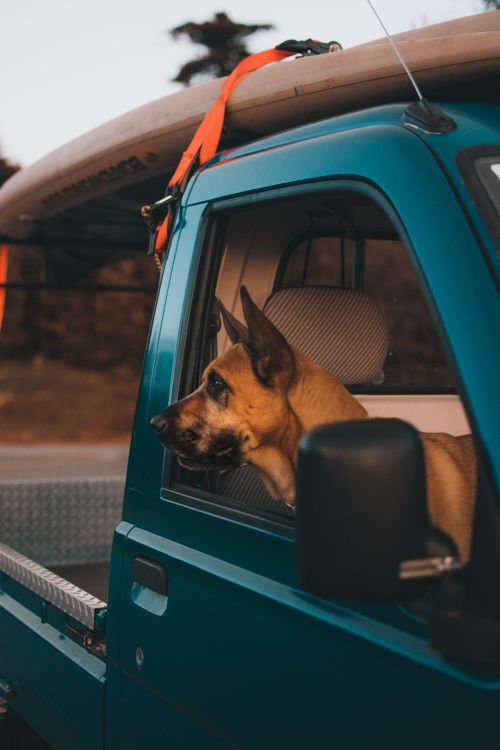 A brown dog looking out a car window