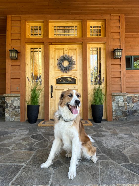 dogs resting on a porch outside a home