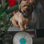 A puppy sitting on a weighing scale at the vet