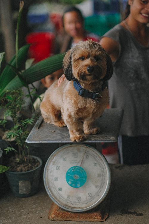 A puppy sitting on a weighing scale at the vet
