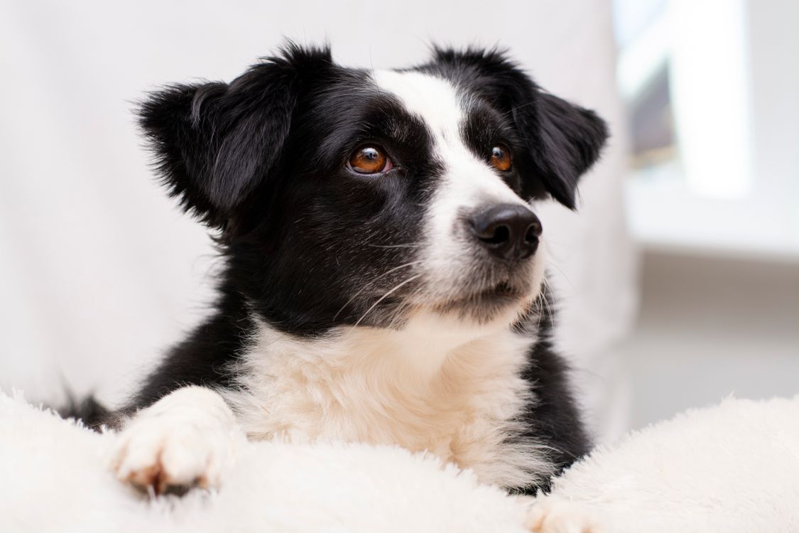 border collie watching a person's face closely