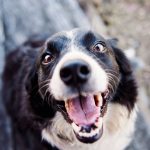border collie looking toward the camera outdoors
