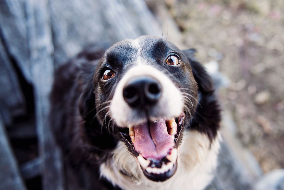 border collie looking toward the camera outdoors
