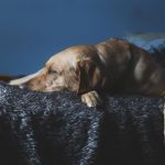 labrador retriever sleeping on a fluffy blanket indoors