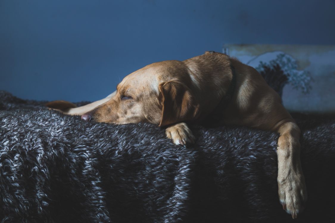 labrador retriever sleeping on a fluffy blanket indoors