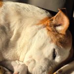 Dog sleeping peacefully on a sunlit couch at home