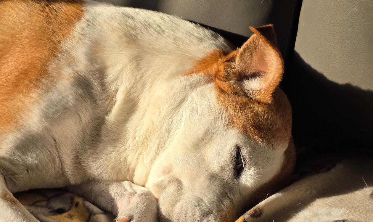 Dog sleeping peacefully on a sunlit couch at home