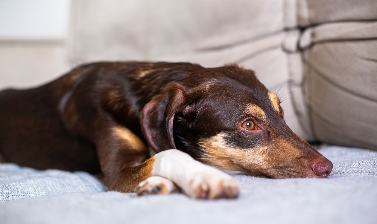 Calm brown dog lying on a gray couch indoors