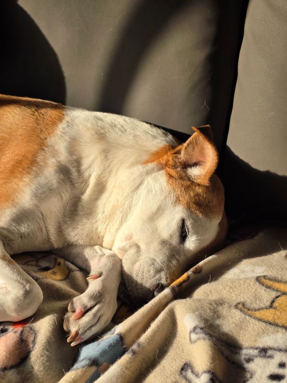 A dog sleeping peacefully on a sunlit couch