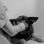 veterinarian examining a dog on a clinic table