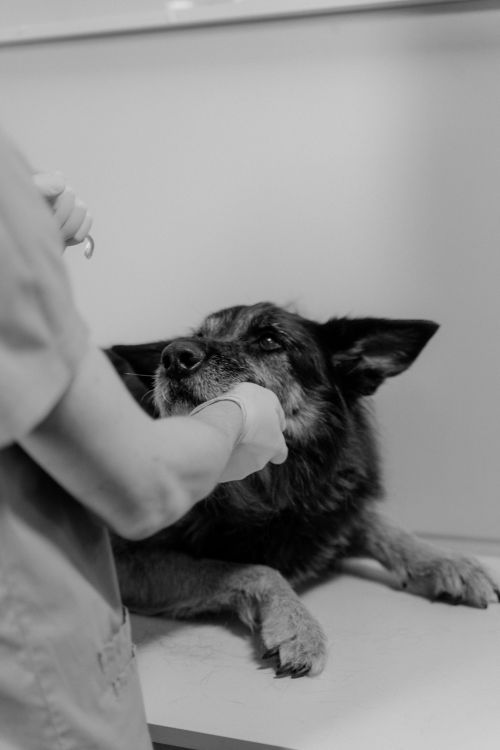 veterinarian examining a dog on a clinic table