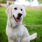 golden retriever sitting on green grass