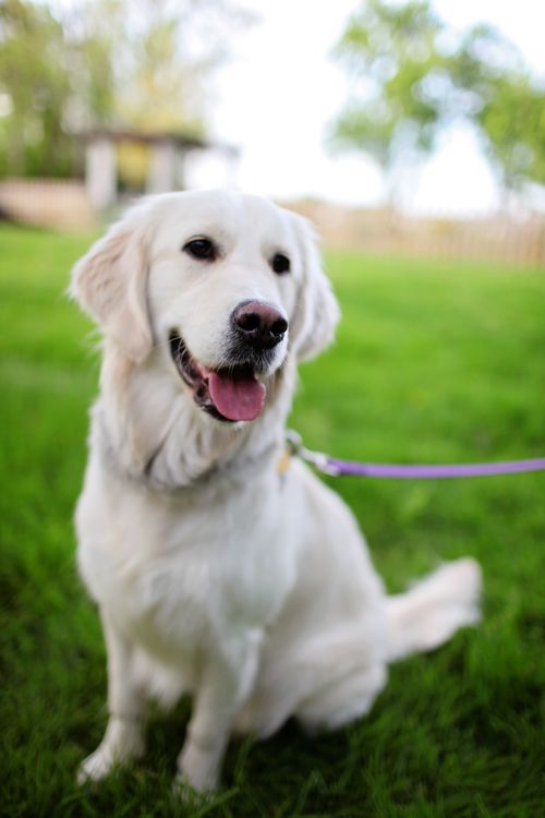 golden retriever sitting on green grass