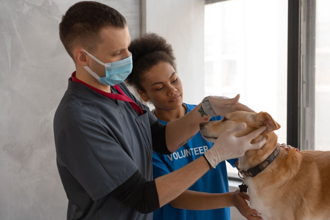 veterinarian checking a dog during a clinic visit