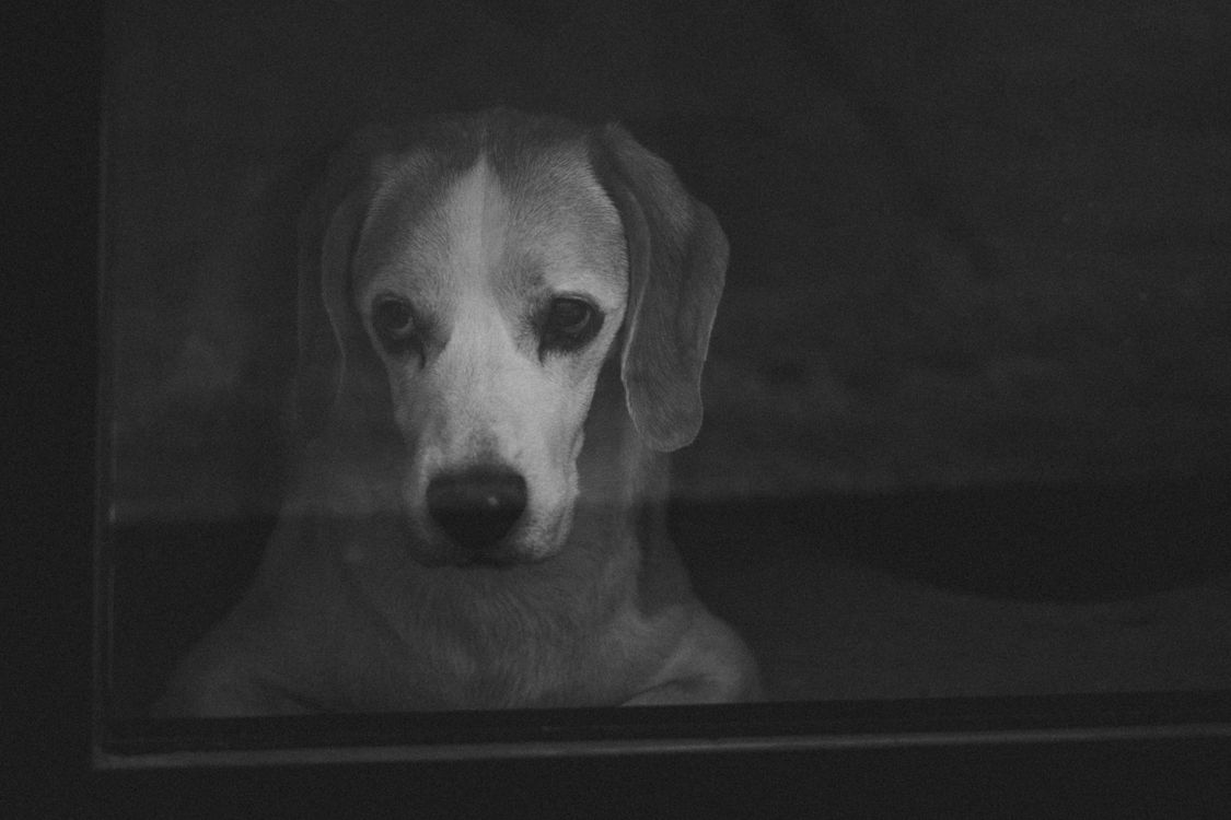dog looking out through a window at night