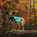 A dog wearing a backpack on an autumn forest trail
