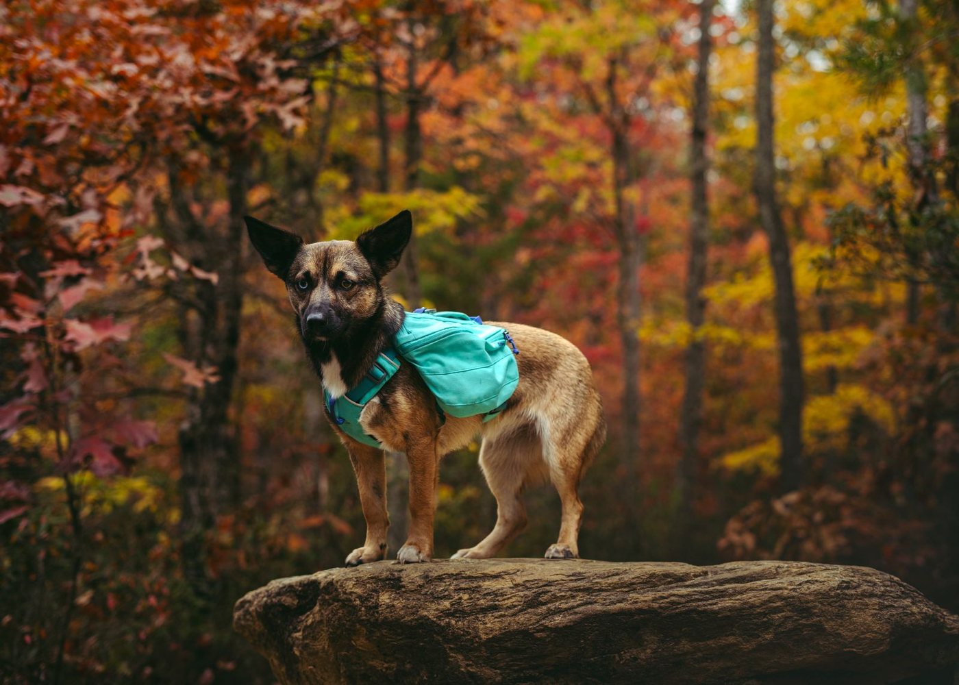 A dog wearing a backpack on an autumn forest trail