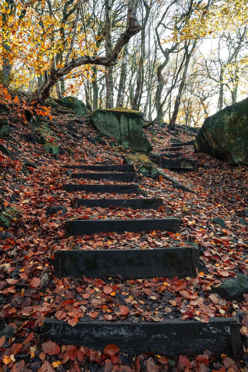 A leaf covered forest trail with wooden steps in autumn