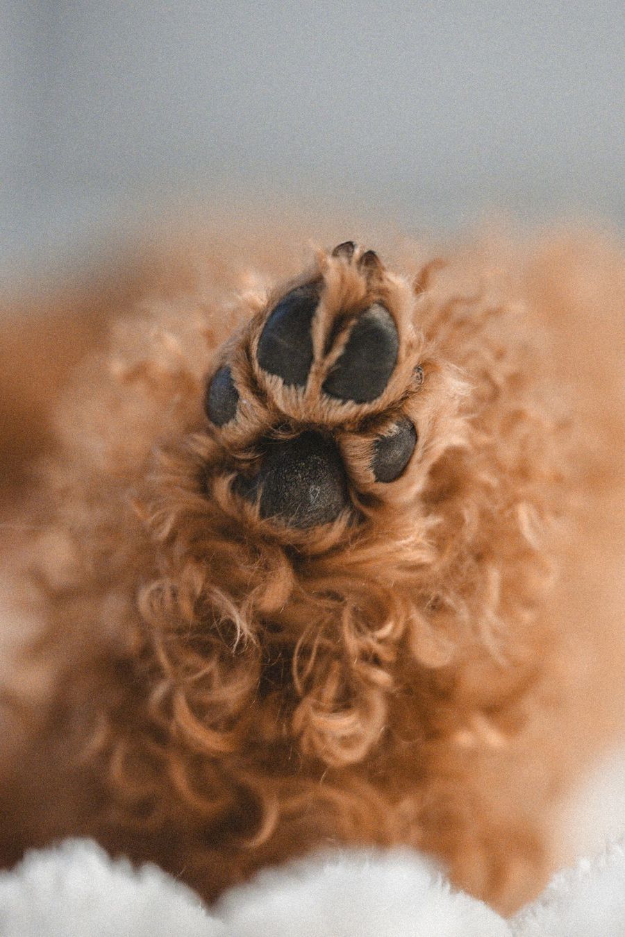 Close up of a dogs paw pad after a trail walk