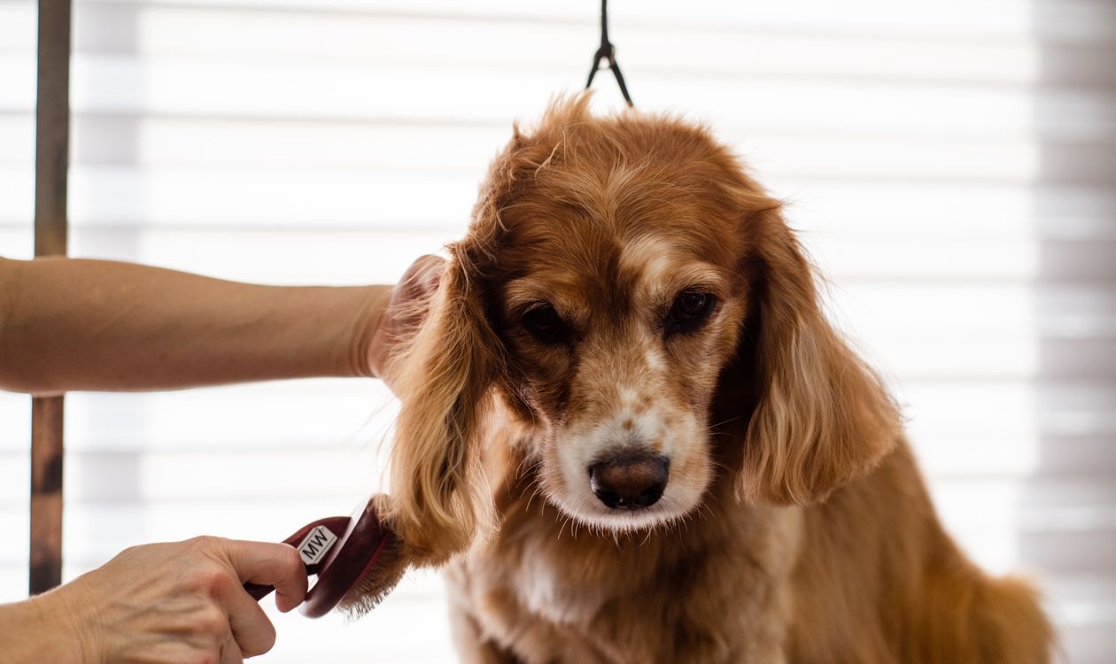 Dog groomer brushing a cocker spaniel in a salon