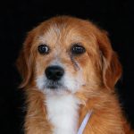 golden retriever with a sad downcast expression