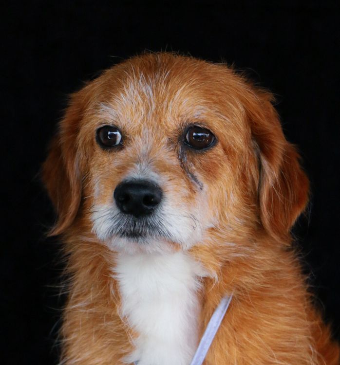 golden retriever with a sad downcast expression