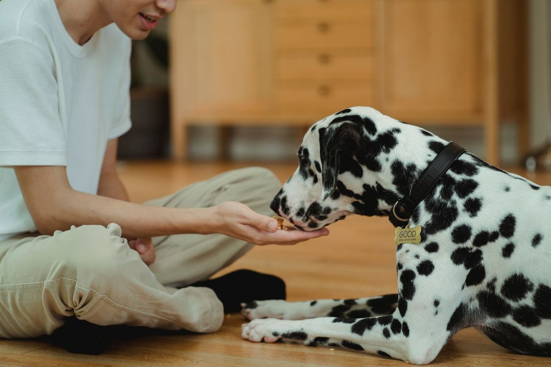 person hand-feeding a Dalmatian a treat during training